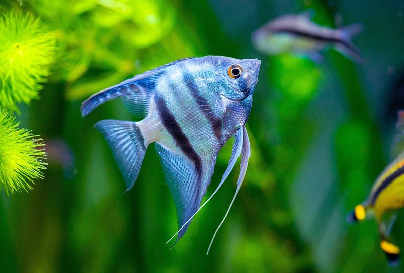 Angelfish