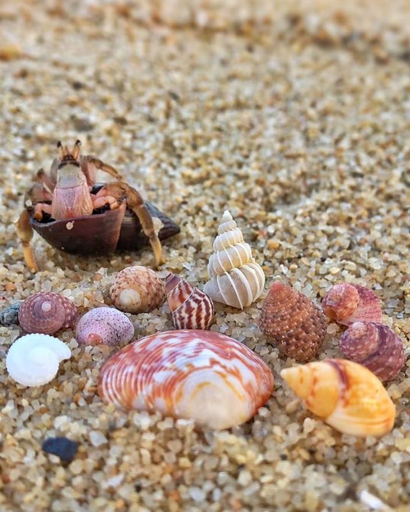 Hermit Crab