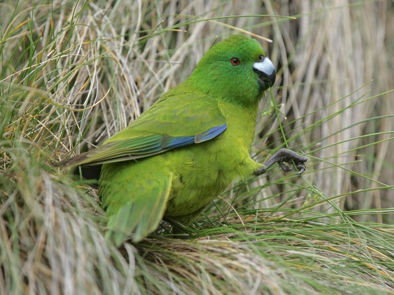 Antipodes Island Parakeet