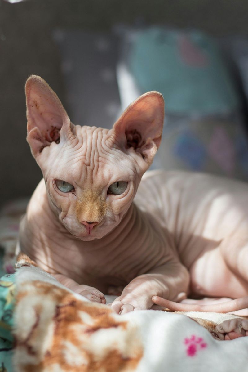 Aquarius - Sphynx