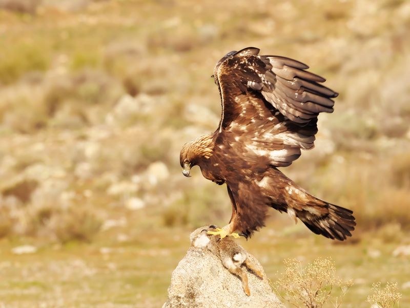 Aquila Chrysaetos (Golden Eagle)