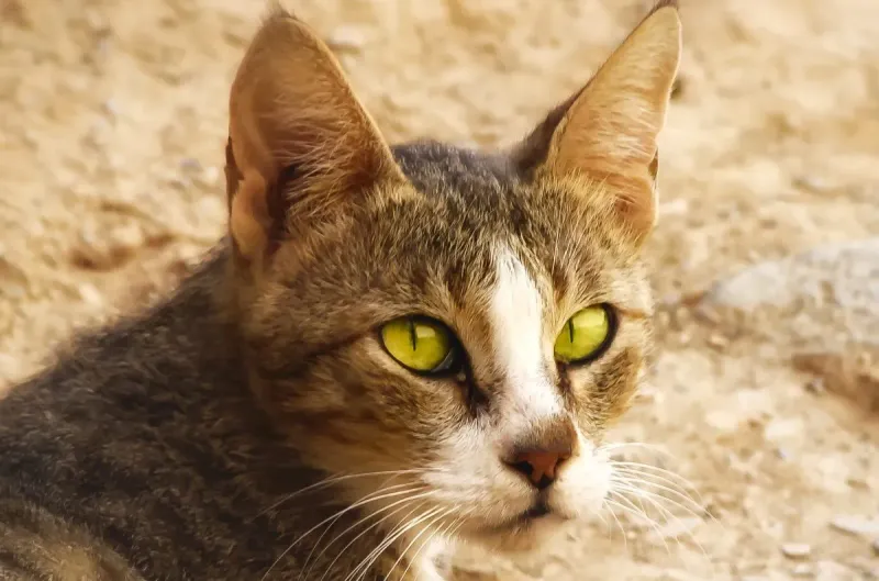 Arabian Mau