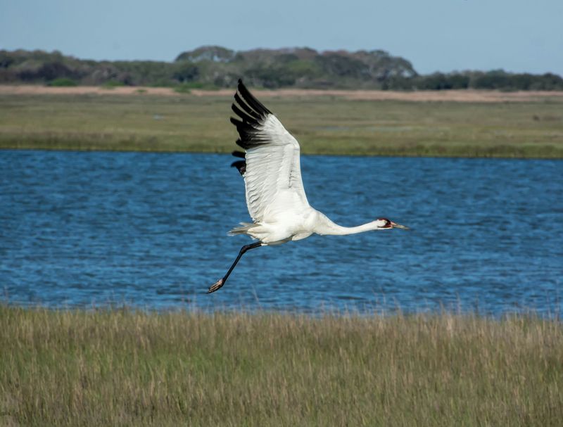 Aransas National Wildlife Refuge, Texas