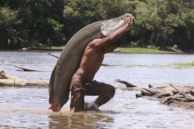 Arapaima