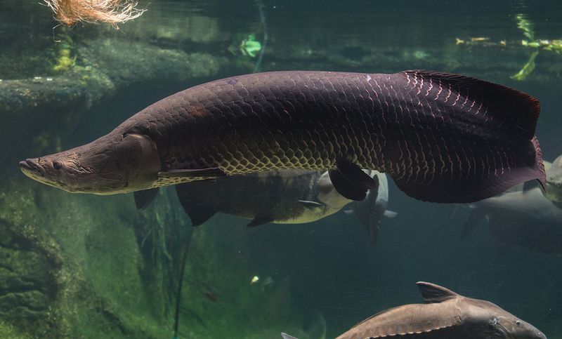 Arapaima