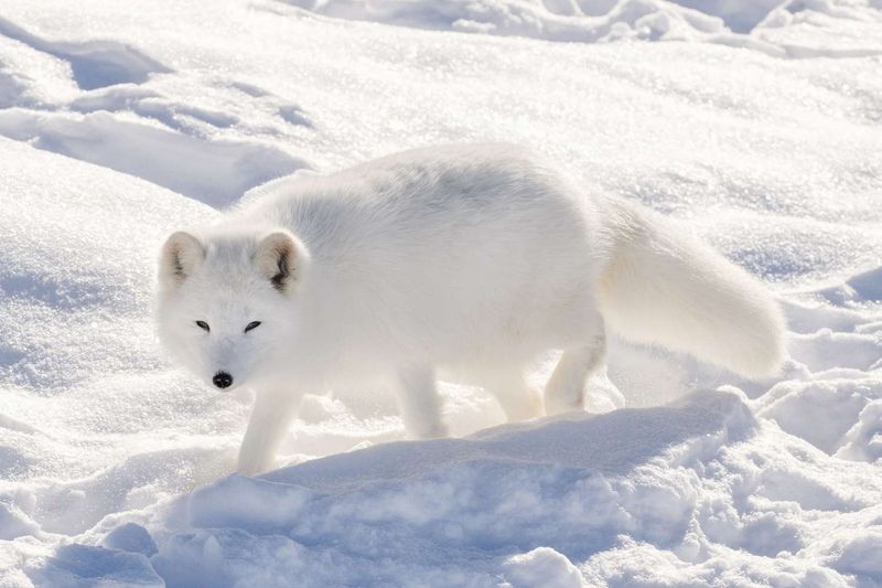 Arctic Fox