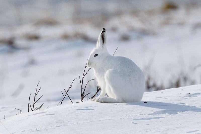 Arctic Hare