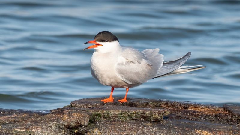 Arctic Tern