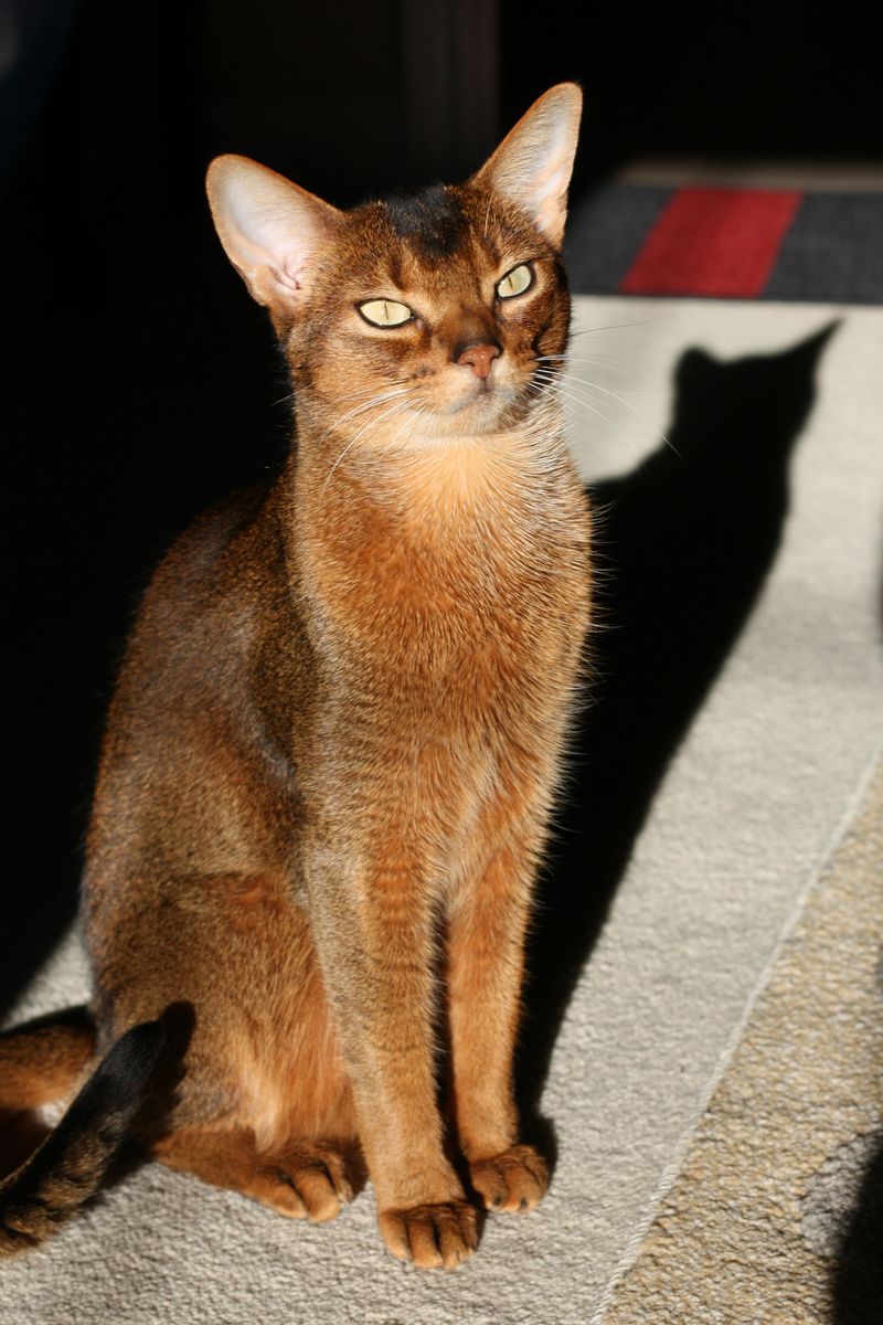 Aries - Abyssinian