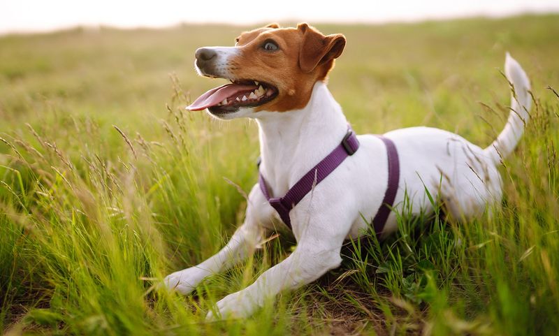 Aries - Jack Russell Terrier