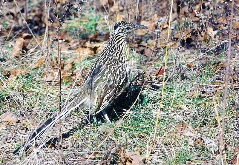 Arkansas