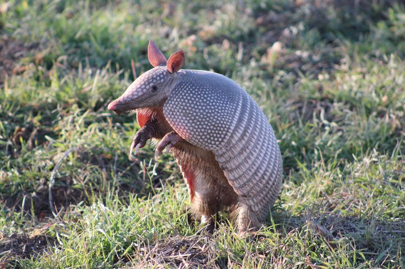 Armadillo