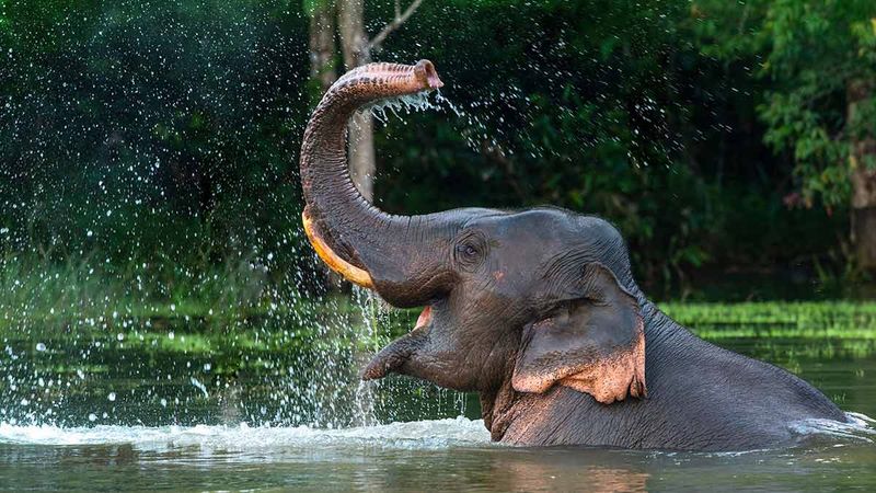 Asian Elephant