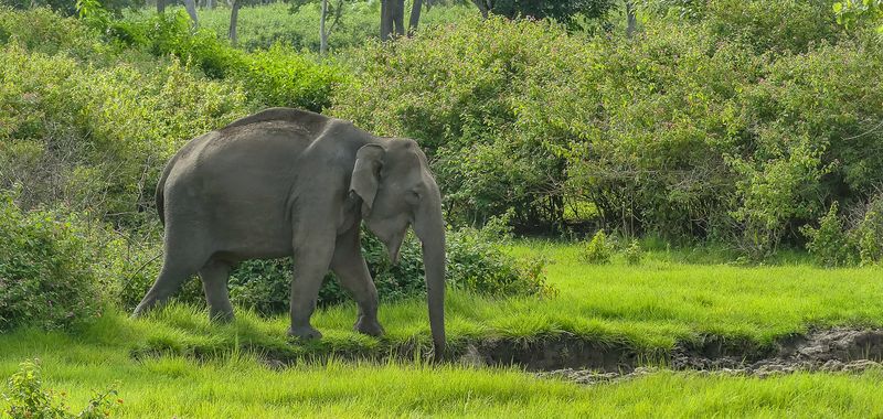 Asian Elephant