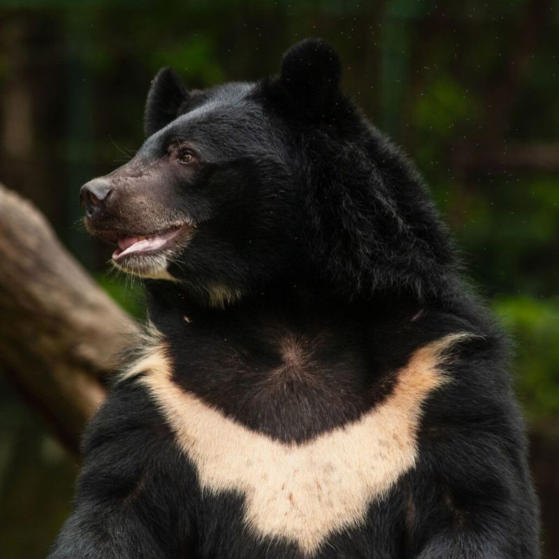 Asiatic Black Bear