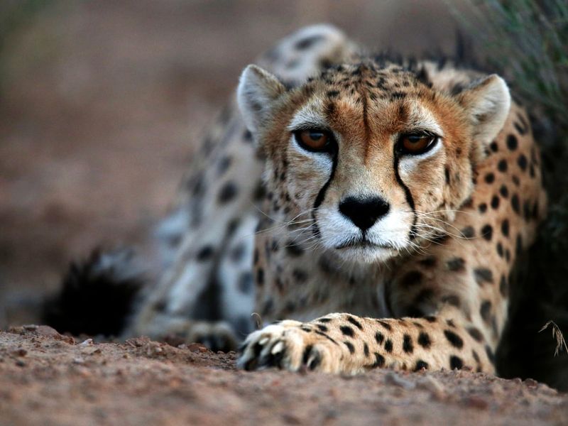 Asiatic Cheetah