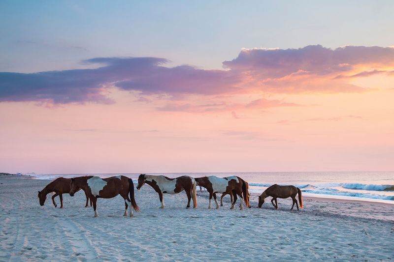 Assateague Island National Seashore, Maryland/Virginia