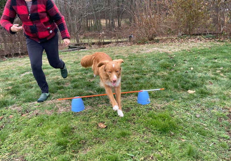 At-Home Agility Course