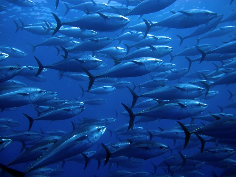 Atlantic Bluefin Tuna