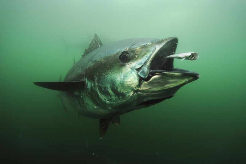 Atlantic Bluefin Tuna