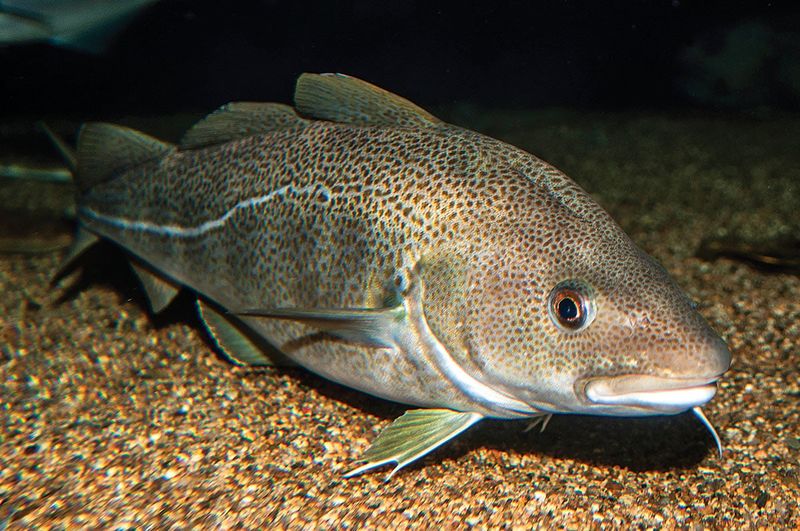 Atlantic Cod