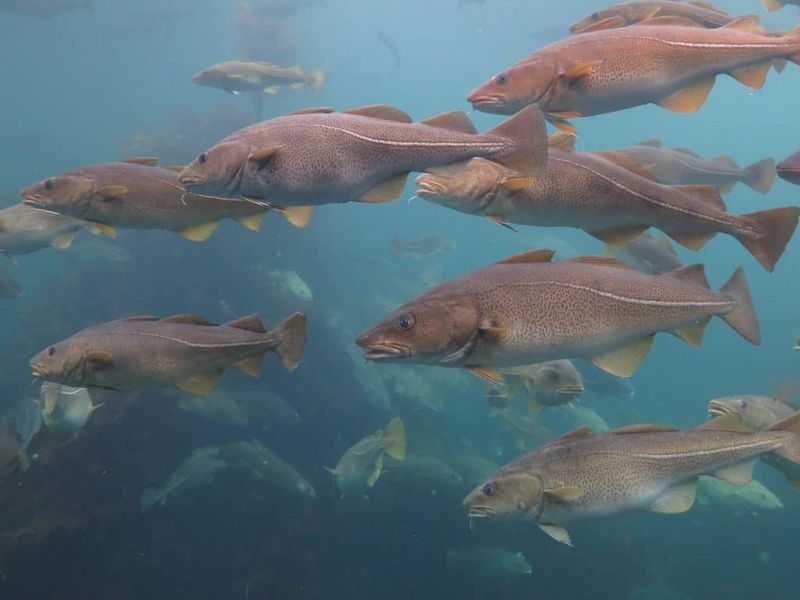 Atlantic Cod