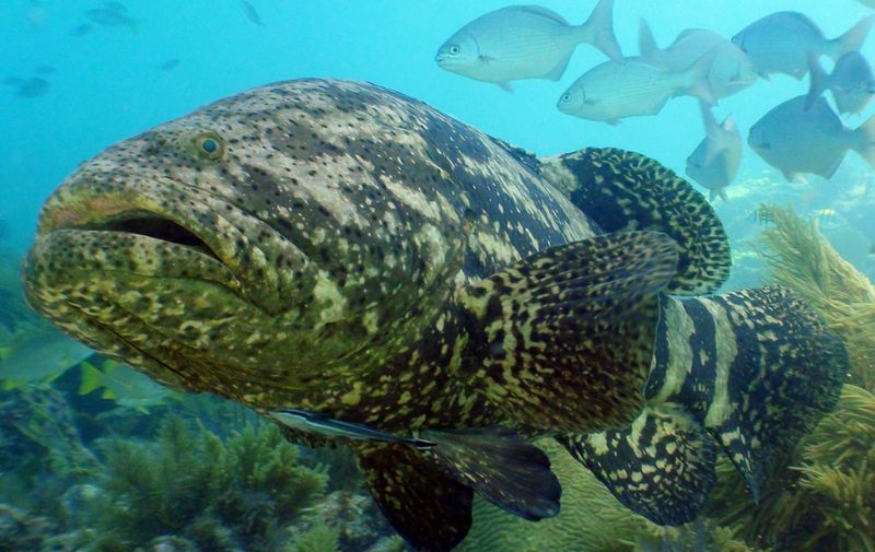 Atlantic Goliath Grouper