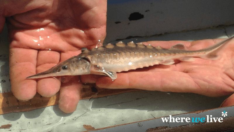 Atlantic Sturgeon