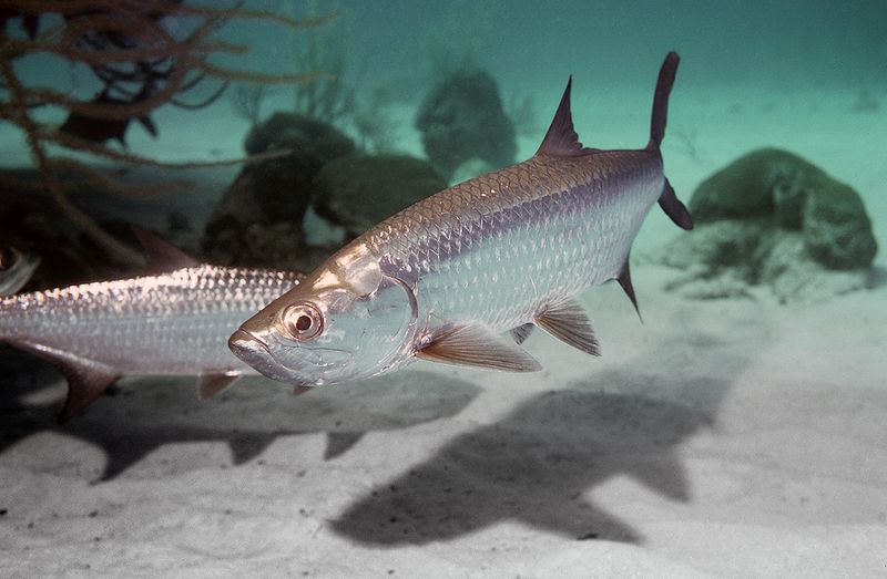 Atlantic Tarpon