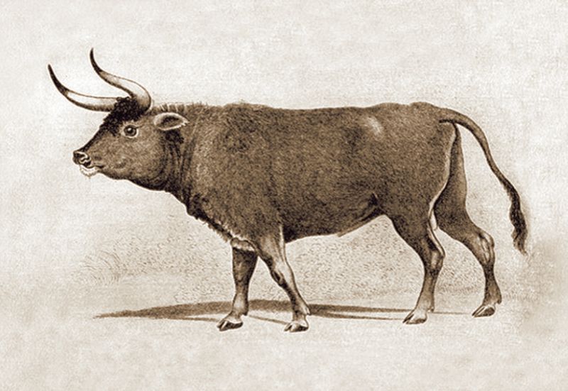 22 Incredible Extinct Animals That Once Roamed Our Planet Exploring 22 Incredible Extinct Animals That Once Roamed Our Planet Exploring