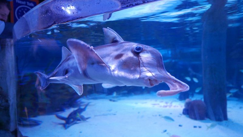 Australian Ghost Shark