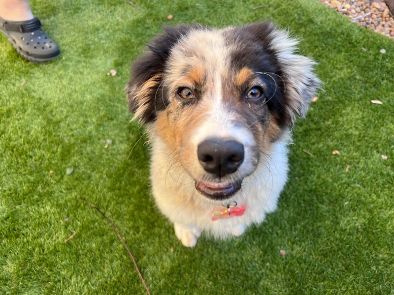 Australian Shepherd