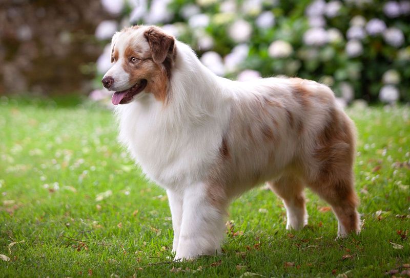 Australian Shepherd