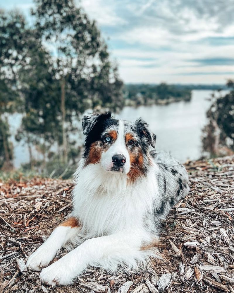 Australian Shepherd