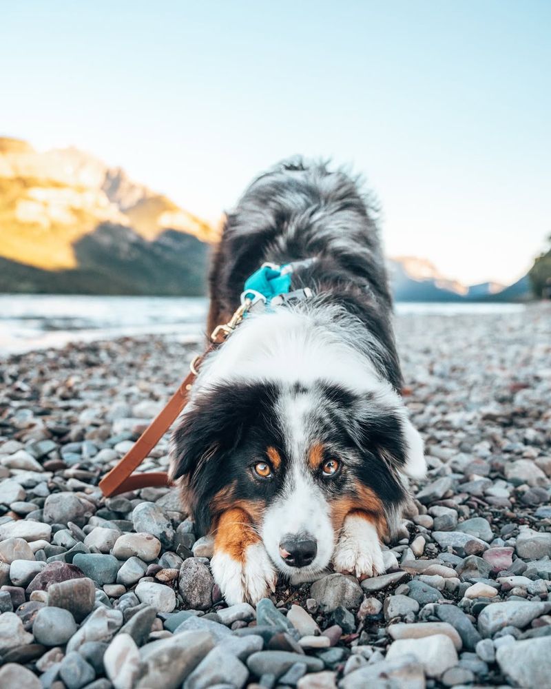 Australian Shepherd