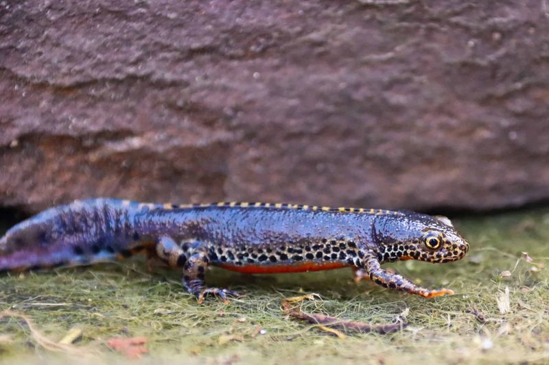 Austrian Spotted Newt