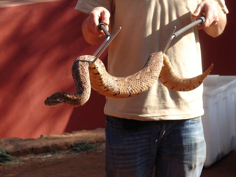 Avoid Handling Snakes