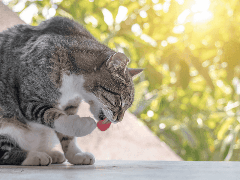 Avoid Outdoor Walks on Hot Pavements