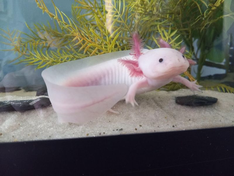 Axolotl