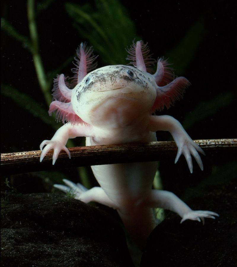 Axolotl