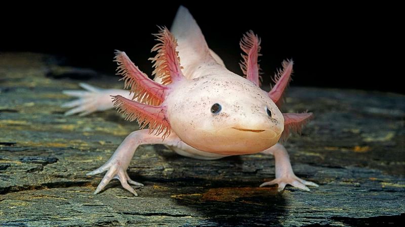 Axolotl