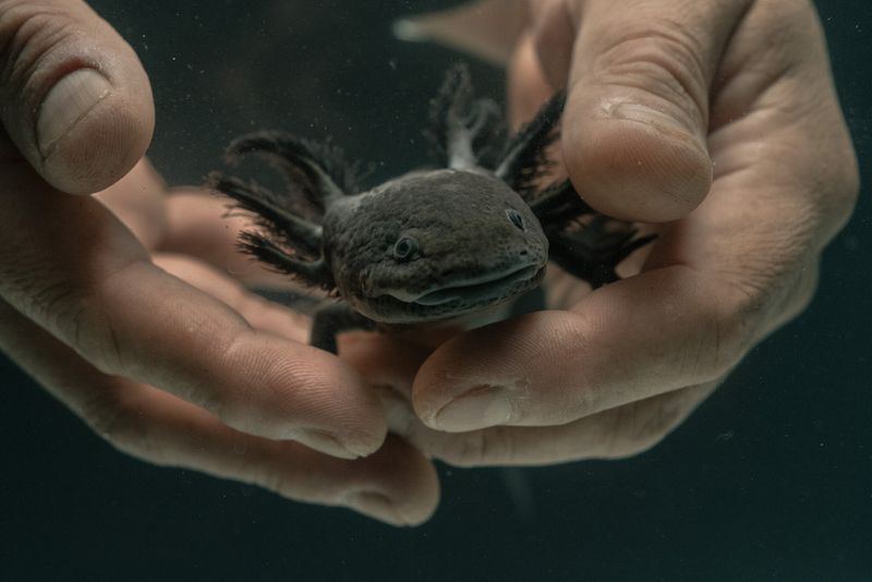 Axolotls