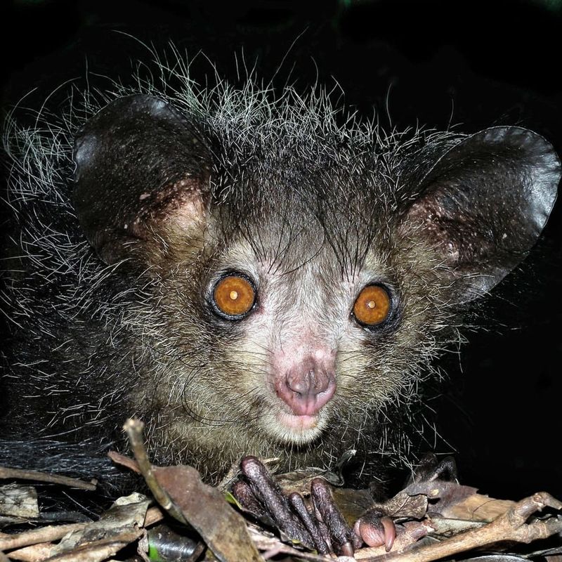 Aye-aye