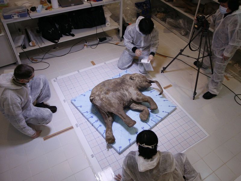 Baby Mammoth Lyuba