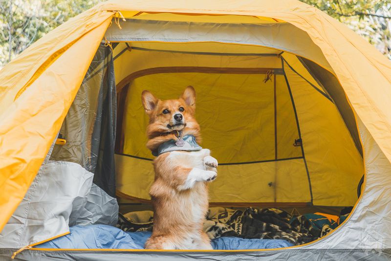 Backyard Camping Nights