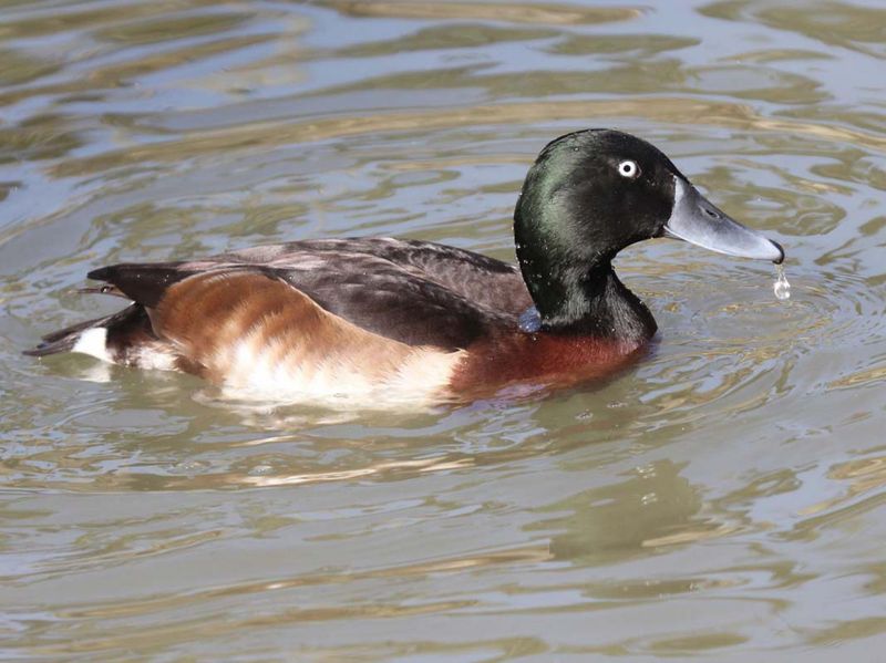 Baer's Pochard