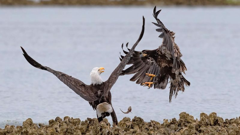 Bald Eagle's Hunting Skills