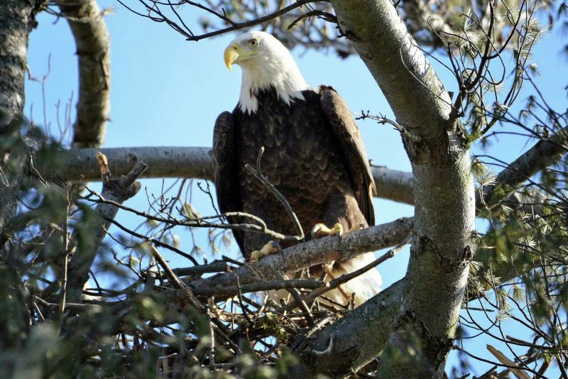 Bald Eagle