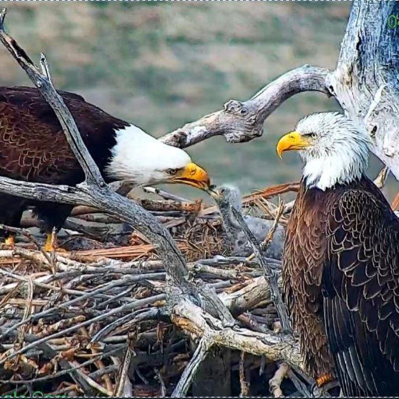 Bald Eagles