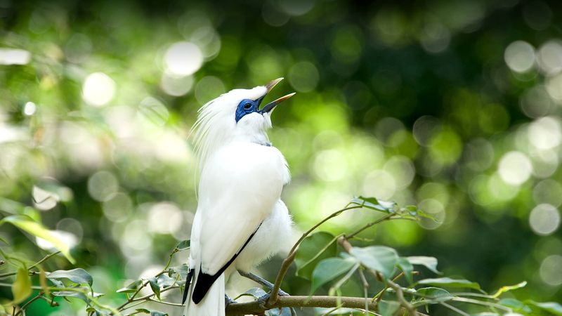 Bali Myna